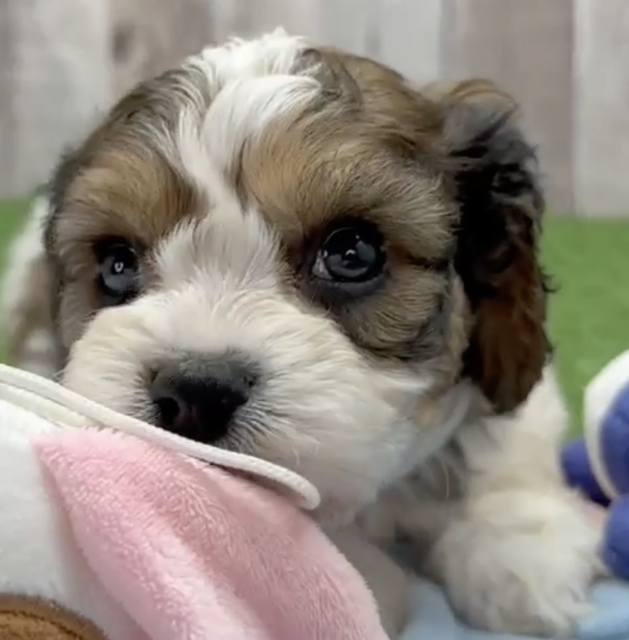 tricolor cavachon puppy playing with a pink blanket